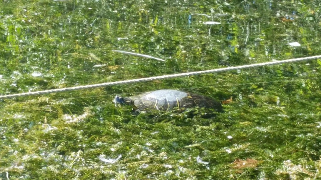 Turtle in watermilfoil by Ann Swain